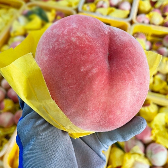 [농협공판장] 정성드린 단단 깐깐한 복숭아 4kg(13-14과내)