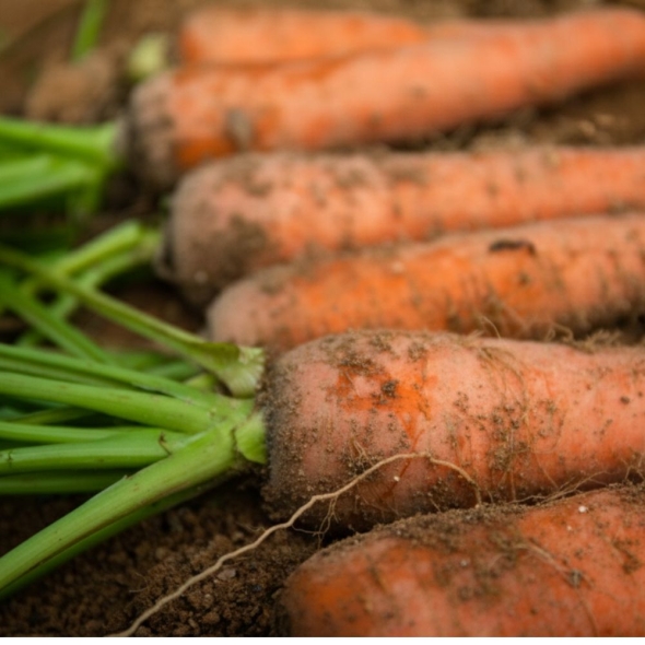 산지직송 국내산  흙당근 달콤 아삭 제주 구좌당근 3kg 5kg 10kg