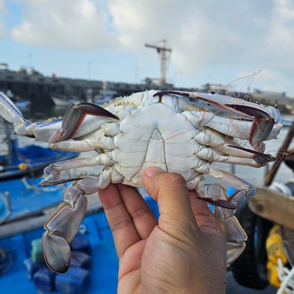 [오커늘푸] 살아있는 숫꽃게 1~3kg