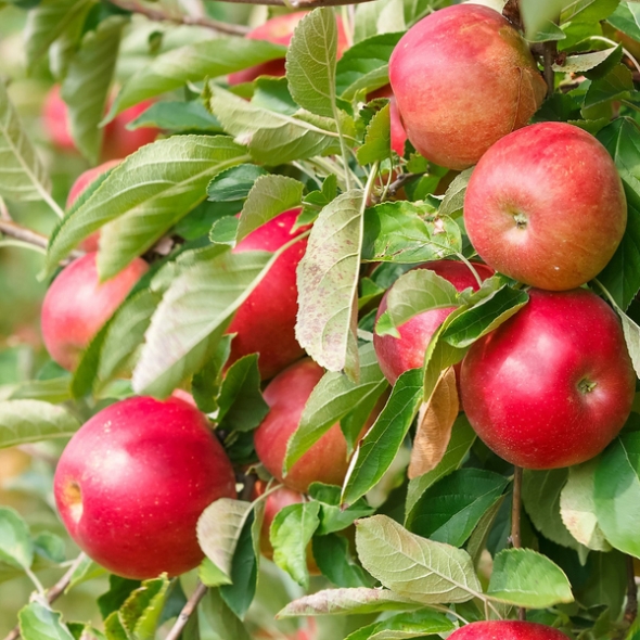 [품질보장] 정품 경북 부사사과_옵션선택