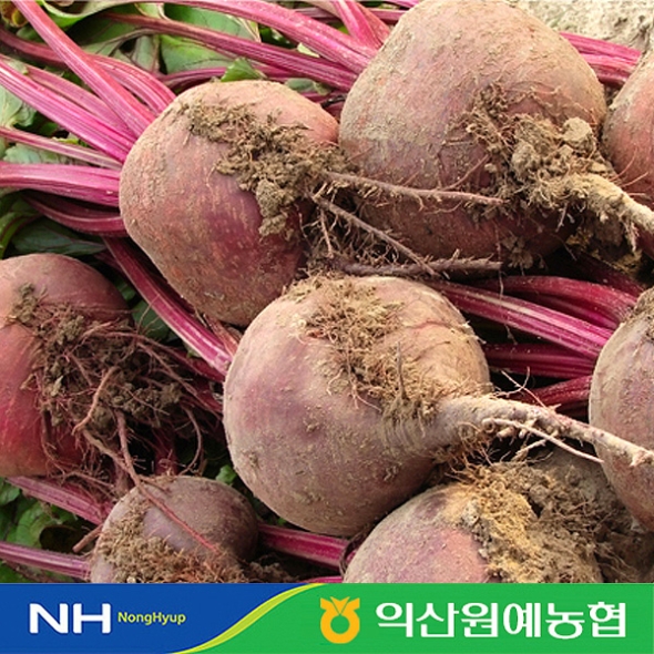 [농협] 한아름드린 레드비트 3kg/5kg/10kg(특/개당180-300g)