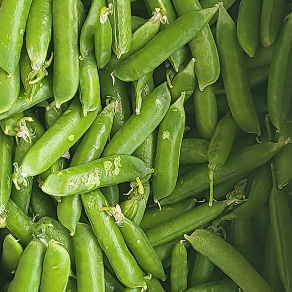 [오커최고] 톡톡 완두콩 껍질 완두콩 500g 1kg