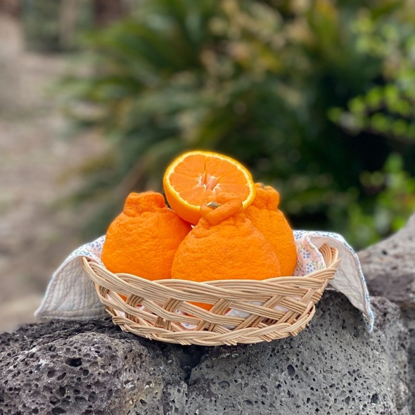 [특별할인]새콤달콤 감귤 제주 고당도 꿀 한라봉 2kg 3kg 5kg