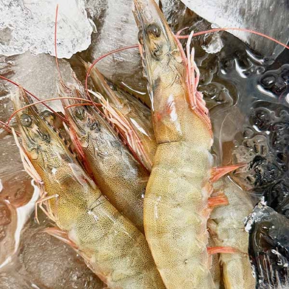 [제철수산물]흰다리새우(최)