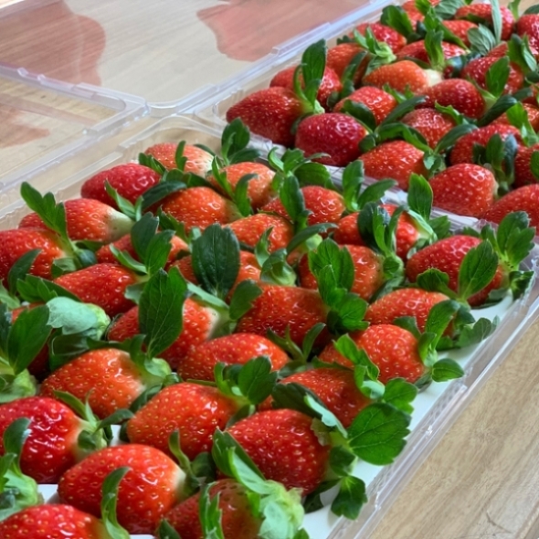 달콤한 설향 딸기 700g 내외 난자형 가정용 안전포장