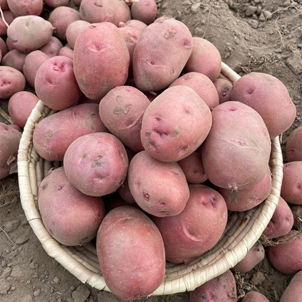 [만원의 행복] 땅속에 사과 국내산 홍감자