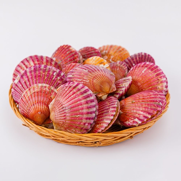 [산지직송] 국내산 당일조업 홍가리비 1kg(24미 내외)