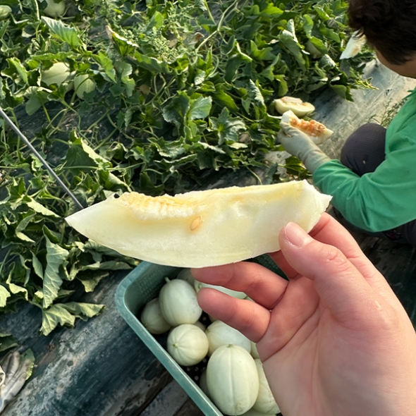 부드러운 과육 고당도 설향메론(푸)