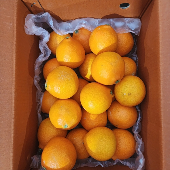 [신한카드 할인]  과즙이 일품인  고당도  황금향(푸)