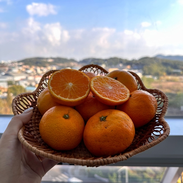 [★100개 한정][제주직송] 프리미엄 노지감귤