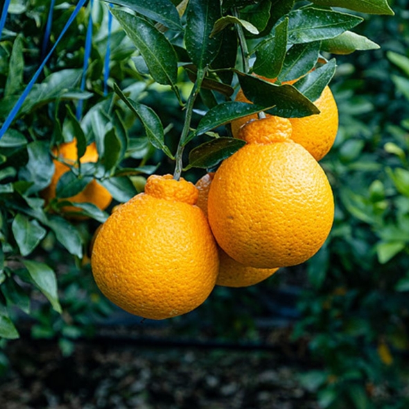 제주 서귀포 가정용 선물용 한라봉 1.5kg 2kg 한라봉선물세트