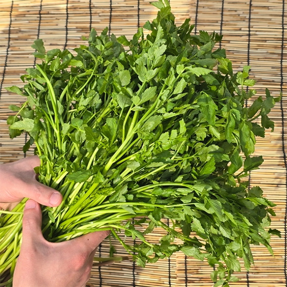 [신한카드 할인] 청정지역이 키워낸 청도미나리