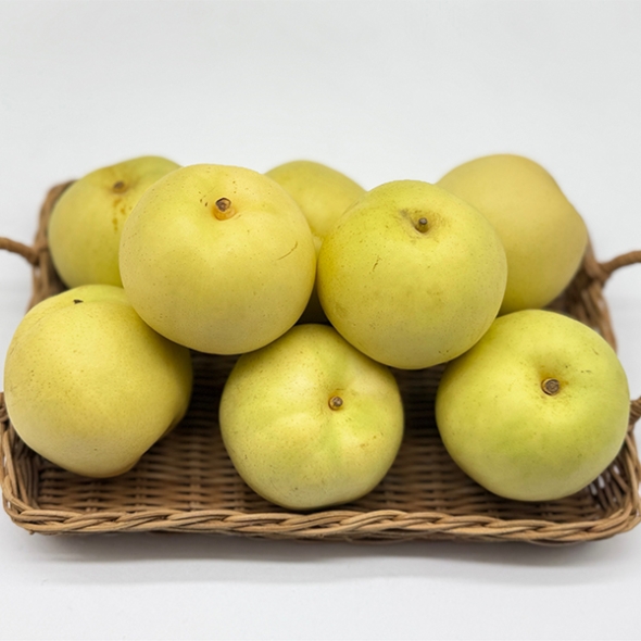 [보름데이] 달콤한 과즙이 가득 그린시스배