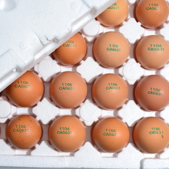  자연방사 [난각 1번] 무항생제  유정란  (20구/40구/60구)