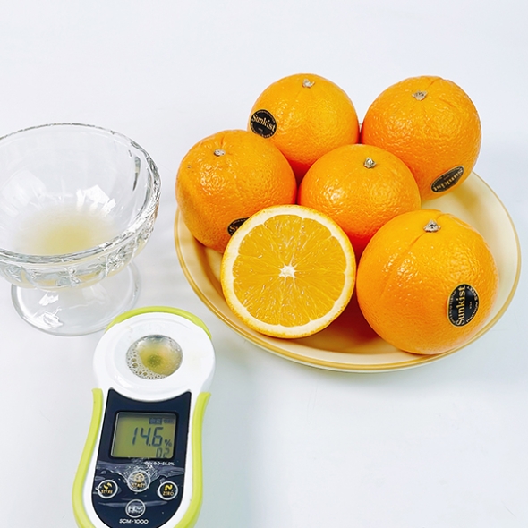 [오커최고] 따봉 수입 오렌지 중과 대과 사이즈