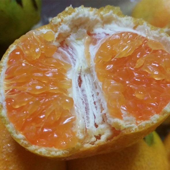 [주말특가] 감귤캄스 새콤달콤 제주감귤 가정용 3kg 5kg 노지 감귤