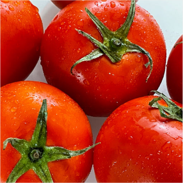 [만원의 행복] [토마디어] 찰진 완숙토마토 1kg 2kg 3kg 5kg 빨간 토마토