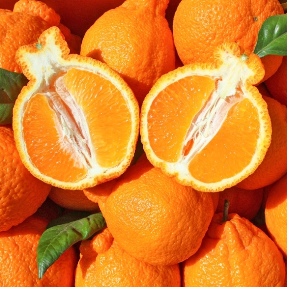 제주 하우스 한라봉 2kg/2.5kg/4.5kg(사이즈선택)