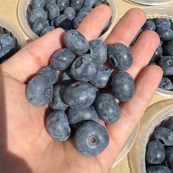 톡터지는 신선함 국내산 블루베리