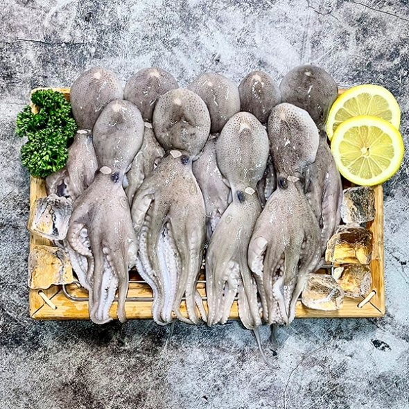 [오커최고] 봄철 쭈꾸미 1kg 2kg 3kg 신선한 얼음 포장 쭈꾸미