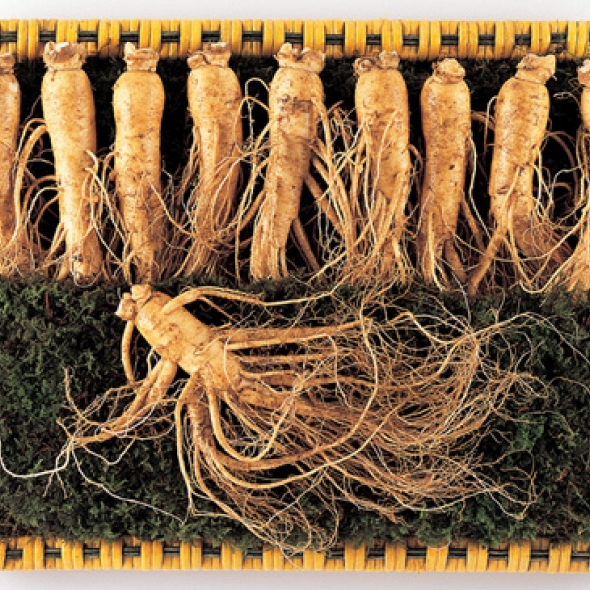 [名品] 금산인삼 선물용 포장 수삼세트(1300g)(12~14뿌리)