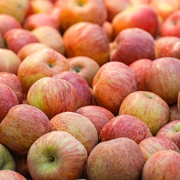 [특별할인][흙이음] 청송 얼음골 부사 사과 7.2kg 내외