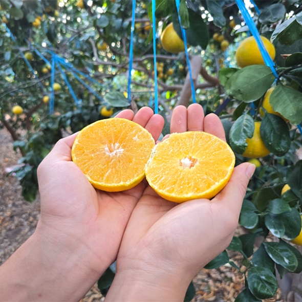 [보름데이]과즙이 일품인  고당도  황금향(푸)