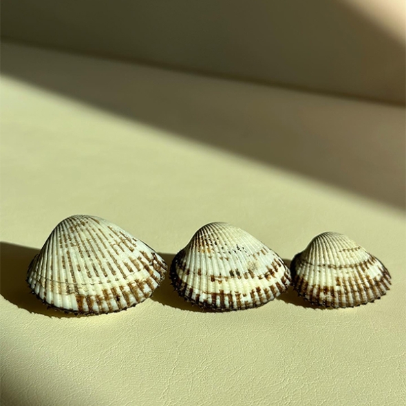 남해 산지직송  새꼬막(푸)