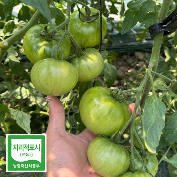 높은당도 프리미엄 대저 토마토(푸)