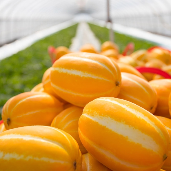 [과일] 과즙팡팡 수분가득 가정용 성주참외 1kg/2kg/3kg/5kg