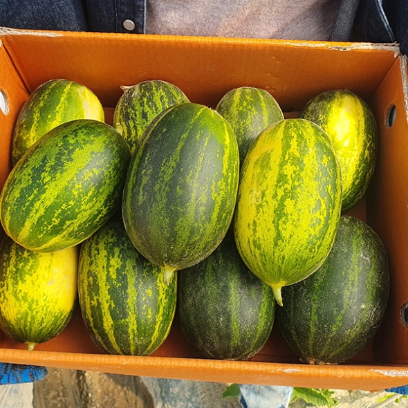 [오커최고] 파파야 메론 달콤한 멜론