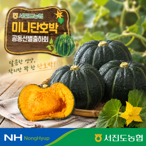 [서진도농협] 진도 미니 밤호박4kg(8~12개)
