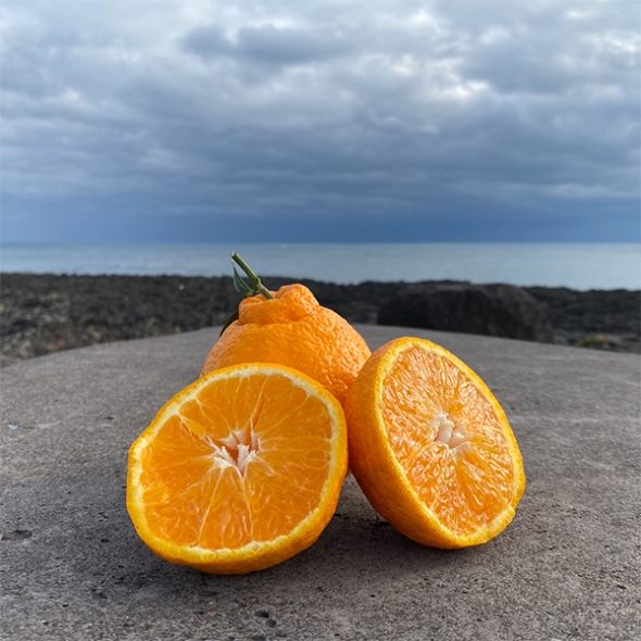 [신한카드 할인] 프리미엄 고당도 한라봉(푸)