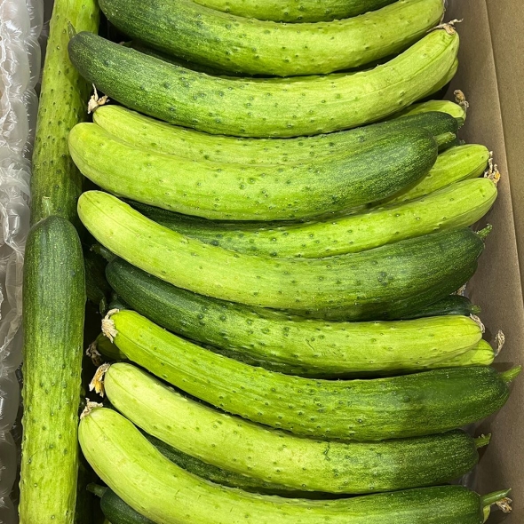 [오커늘푸] 수분 가득 백오이 아삭 하얀오이 1kg 2kg 3kg 5kg