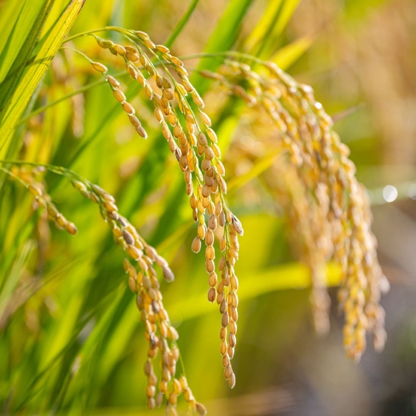 디자인농부 25년산 신동진 햅쌀  - 상등급 백미 10kg   