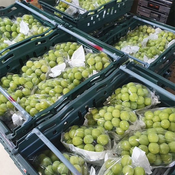 [만원의 행복] [샤인디어] 샤인 머스켓 실속형 프리미엄 500g 700g 1kg 2kg 가정용