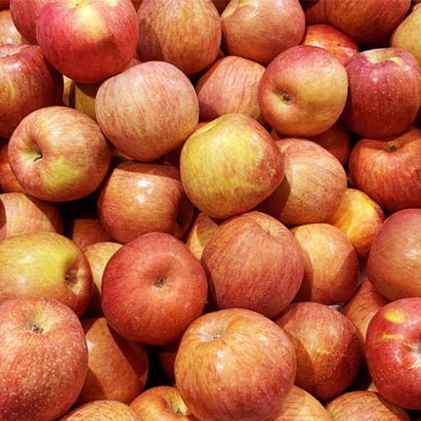 [주말특가]사과최고 달콤아삭 부사 사과 가정용 소과 중과 대과 혼합 