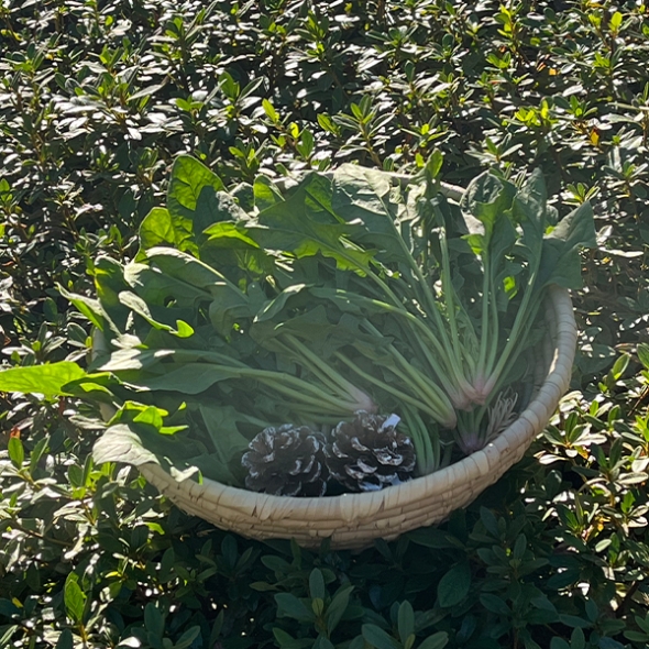 [만원의 행복] 포항 영해초 시금치