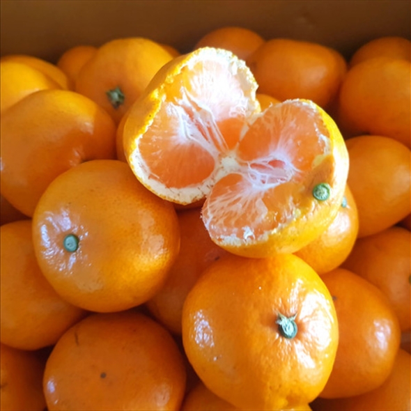  [농협] 한아름드린 제주 노지감귤 2kg/3kg/5kg (사이즈S)