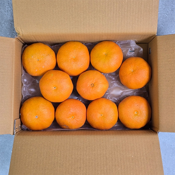 황금빛 속 붉은 매력  제주  레드향