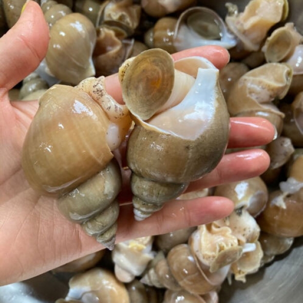 국내산 백고동 (급냉 / 생물)