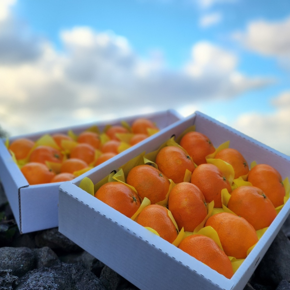 산지직송 새콤달콤 제주 레드향 3kg(선물용)