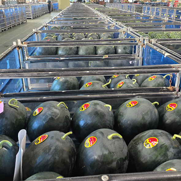 고당도 국내산 흑수박