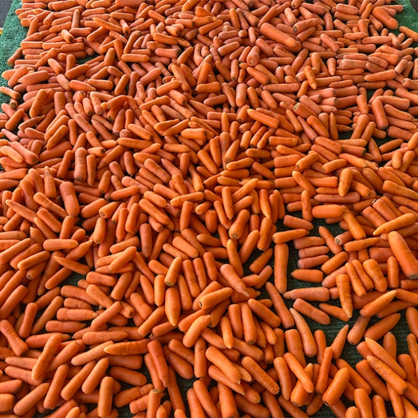 황금빛 보물  제주 구좌 세척 당근