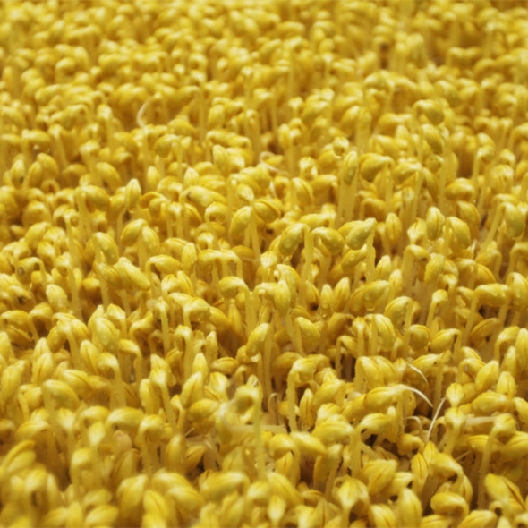 [주말특가] 친환경 국산콩 콩나물