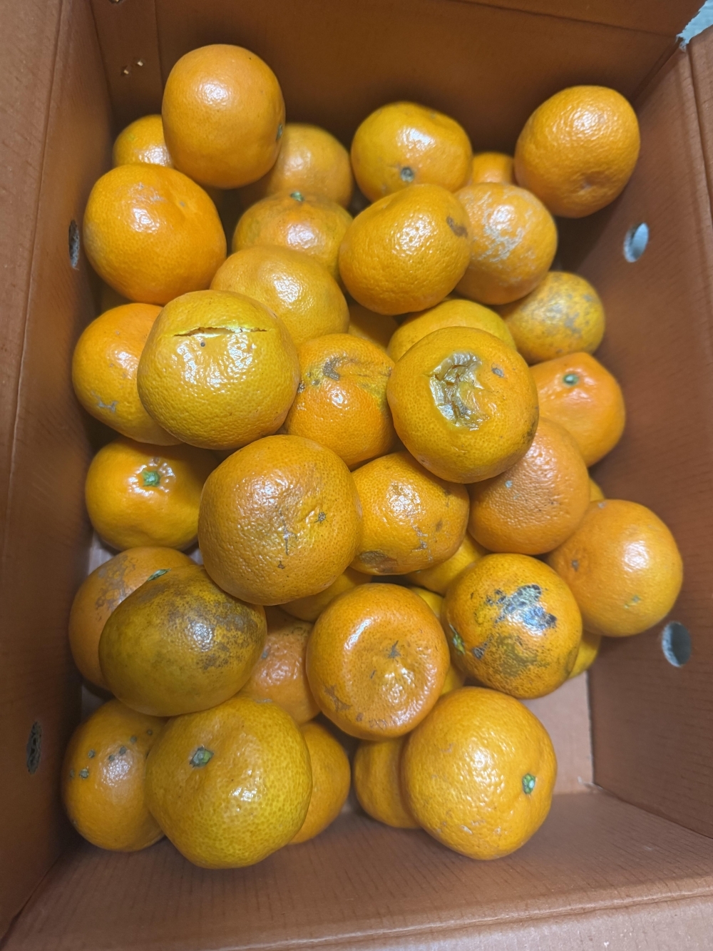 제주 조생종 노지감귤 실중량 3kg 5kg 10kg