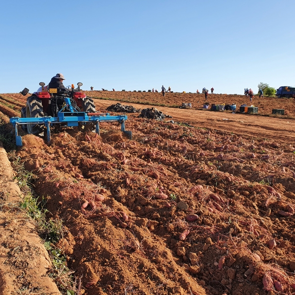 정성가득 무안 황토 베니하루카 꿀고구마 소/ 특상  3kg 5kg