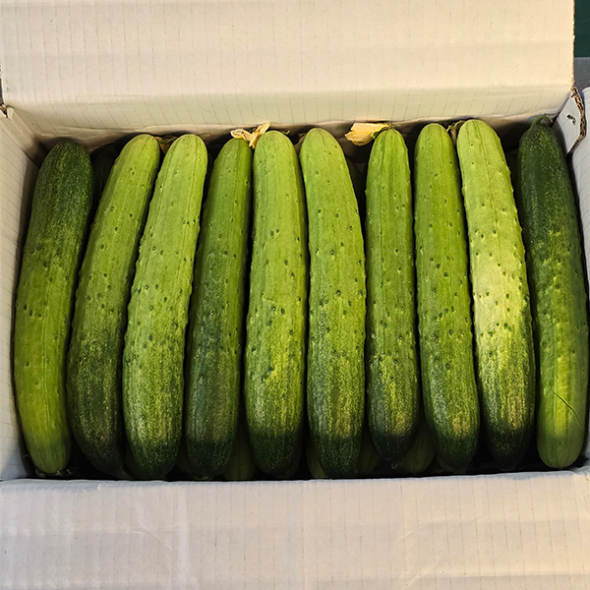 충북의 햇살을담은 백다다기 오이