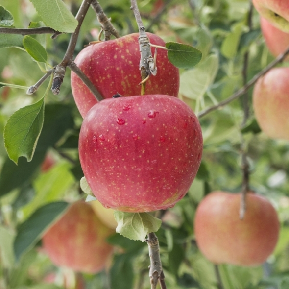 새콤달콤 가정용 부사사과 1.5kg 소과 외 옵션선택