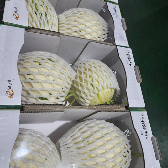 부드러운 과육  백자메론(푸)